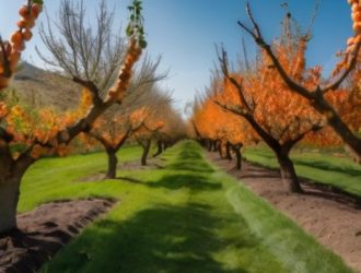 Абрикосы в садоводстве: Как выбрать, посадить и ухаживать для успешного урожая