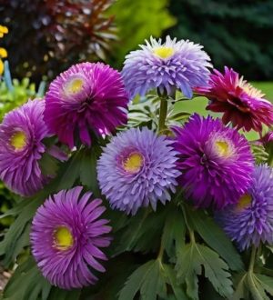 Астры: Красота и Уход за Многолетними и Однолетними Сортами в Вашем Саду