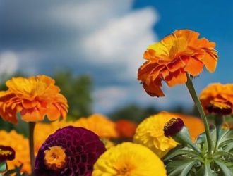 Бархатцы: Удивительные цветы для вашего сада и их секреты успешного выращивания
