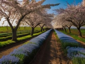 Черешня в средней полосе: секреты успешного выращивания и ухода за плодовой культурой