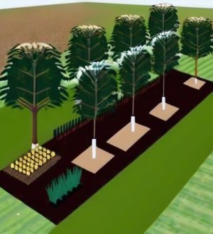 Дренаж для фруктового сада: ключ к здоровью растений и богатому урожаю