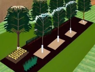 Дренаж для фруктового сада: ключ к здоровью растений и богатому урожаю