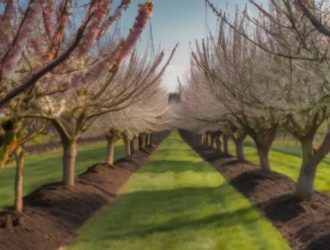 Эффективная обрезка плодовых деревьев: ключ к здоровью и богатому урожаю