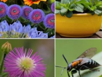 Эффективная защита клумбы: от вредителей до ухода после обработки