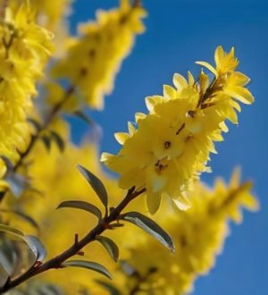 Форзиция: Символ Весны и Уход за Ярким Украшением Сада