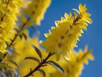 Форзиция: Символ Весны и Уход за Ярким Украшением Сада