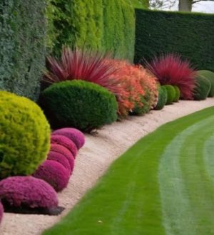 Кустарники для живых изгородей: как выбрать и ухаживать за зелеными стенами вашего сада