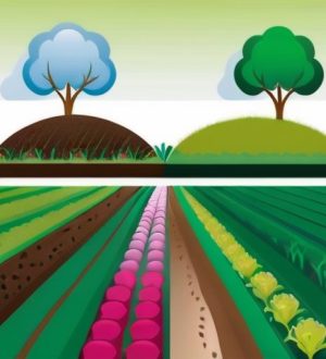 Покровные культуры: Защита почвы и улучшение агроэкосистемы для устойчивого сельского хозяйства