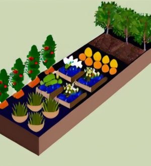 Правильный выбор сортов: ключ к успешному садоводству и избежанию проблем с несовместимостью