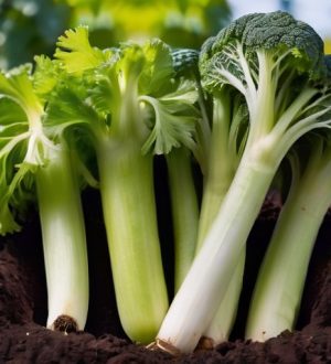 Сельдерей: Полезный Овощ для Кулинарии и Здоровья