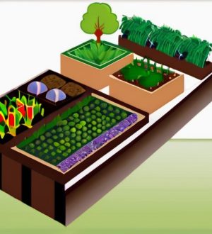 Севооборот: Ключ к Успешному Садоводству и Здоровью Почвы