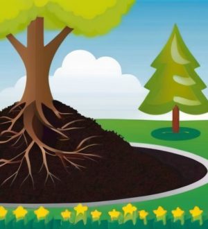 Удобрения для деревьев: Как обеспечить здоровье и продуктивность ваших зеленых друзей