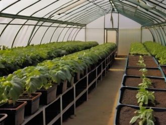 Успешное выращивание перцев в теплице: секреты подкормки и формировки для богатого урожая