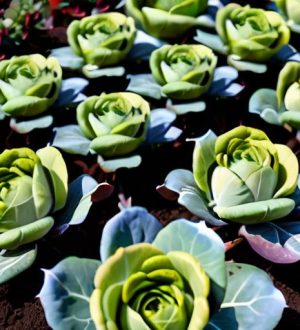 Выращивание брюссельской капусты: от выбора места до сбора урожая