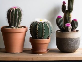 Как выбрать и ухаживать за домашними кактусами: от истории до популярных видов