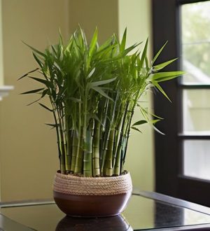 Уход за бамбуком: секреты здорового и красивого растения в вашем доме