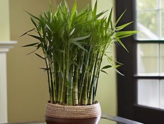 Уход за бамбуком: секреты здорового и красивого растения в вашем доме