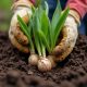 Топ ключевых ошибок при выращивании тюльпанов у новичков